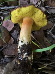 Aureoboletus citriniporus