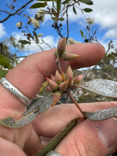 Wellstead Mallee (Eucalyptus adesmophloia)