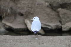 Larus delawarensis