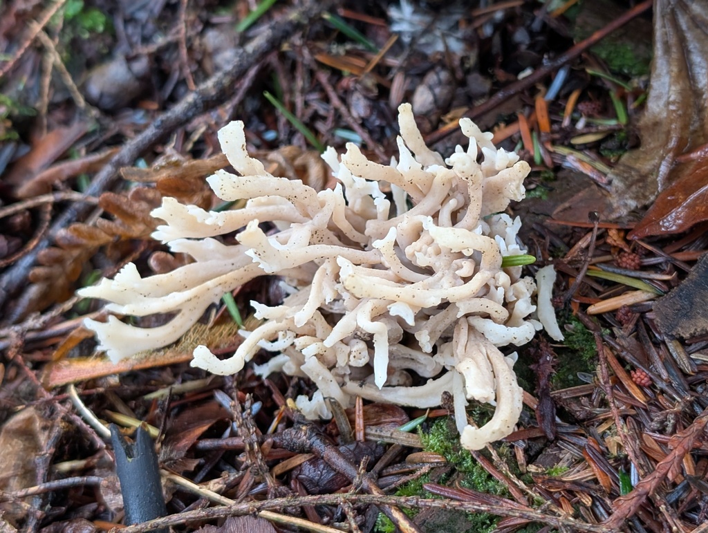 Clavulina coralloides · January 2026 · photo: © frondsinhighplaces (iNaturalist, cc-by)
