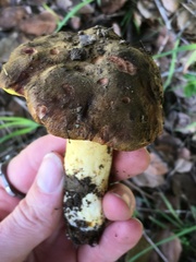 Aureoboletus citriniporus