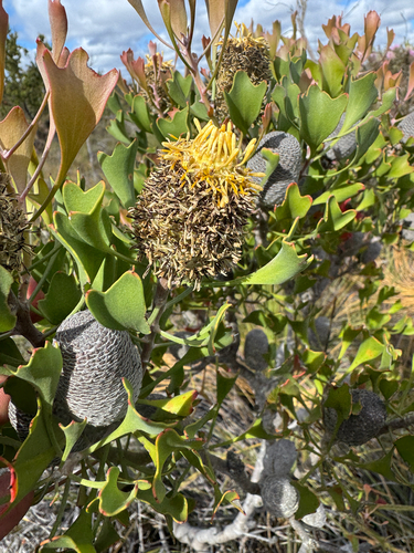 Isopogon trilobus, photograph 5