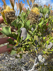 Isopogon trilobus, photograph (c) Tyler Anthony, some rights reserved (CC BY)
