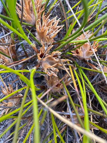 Conostylis vaginata (Conostylis vaginata)