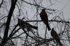 Turdus migratorius