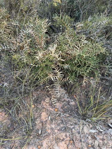 tangled honeypot (Banksia pteridifolia)