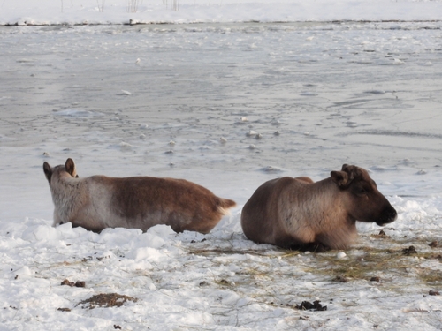 Kariboe observed by yasmingrooters