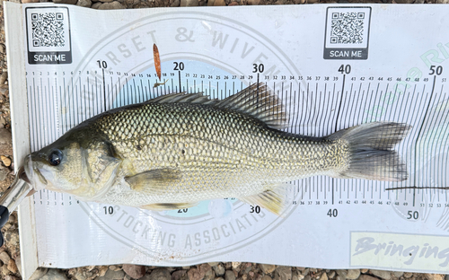 Australian bass (Macquaria novemaculeata) — Percichthyidae