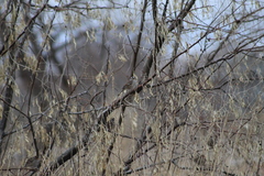 Zonotrichia leucophrys