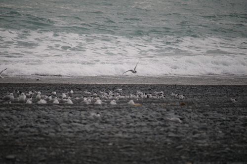 White-fronted Tern (Sterna striata), photo 4