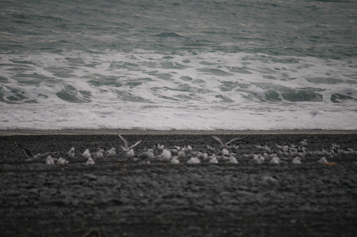 White-fronted Tern (Sterna striata), photo 5