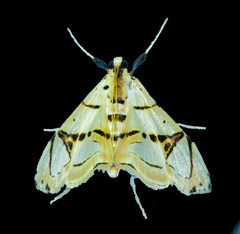 Conchylodes graphialis