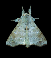 Apatelodidae