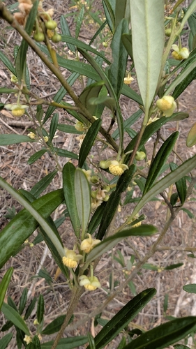 Wallaby-bush (Beyeria lasiocarpa)