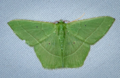 Dichorda illustraria