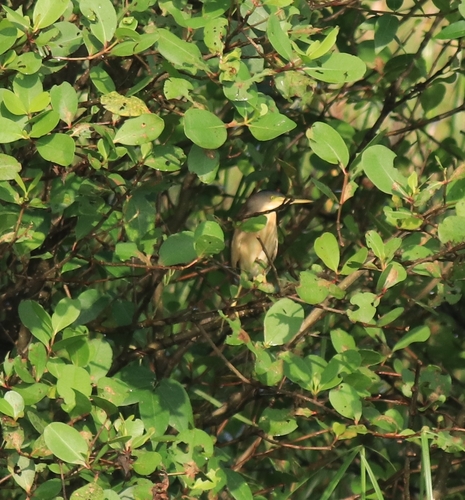 Yellow Bittern (Botaurus sinensis), photo 5