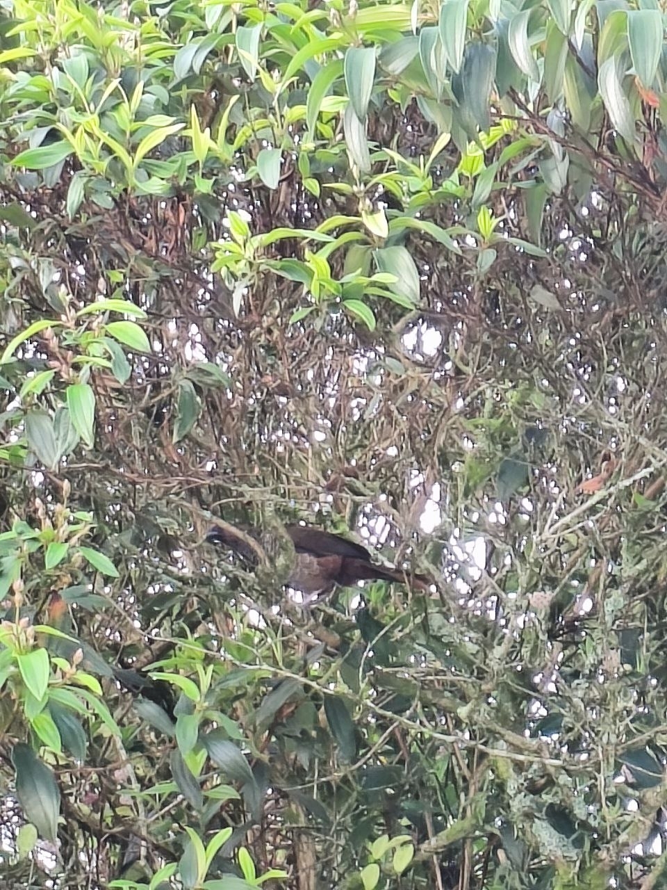 Scaled Chachalaca (Ortalis squamata), photo 2