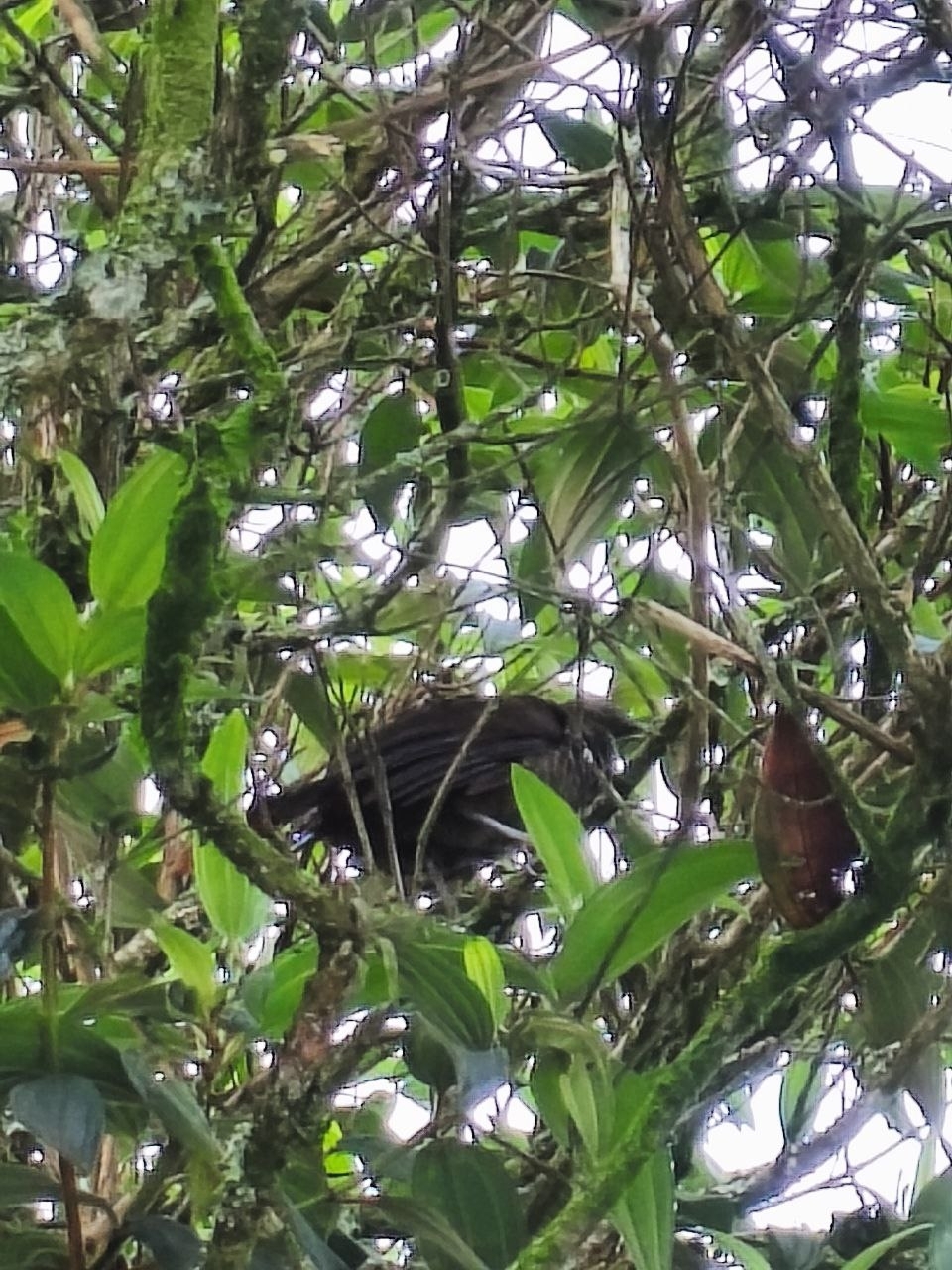 Scaled Chachalaca (Ortalis squamata), photo 3