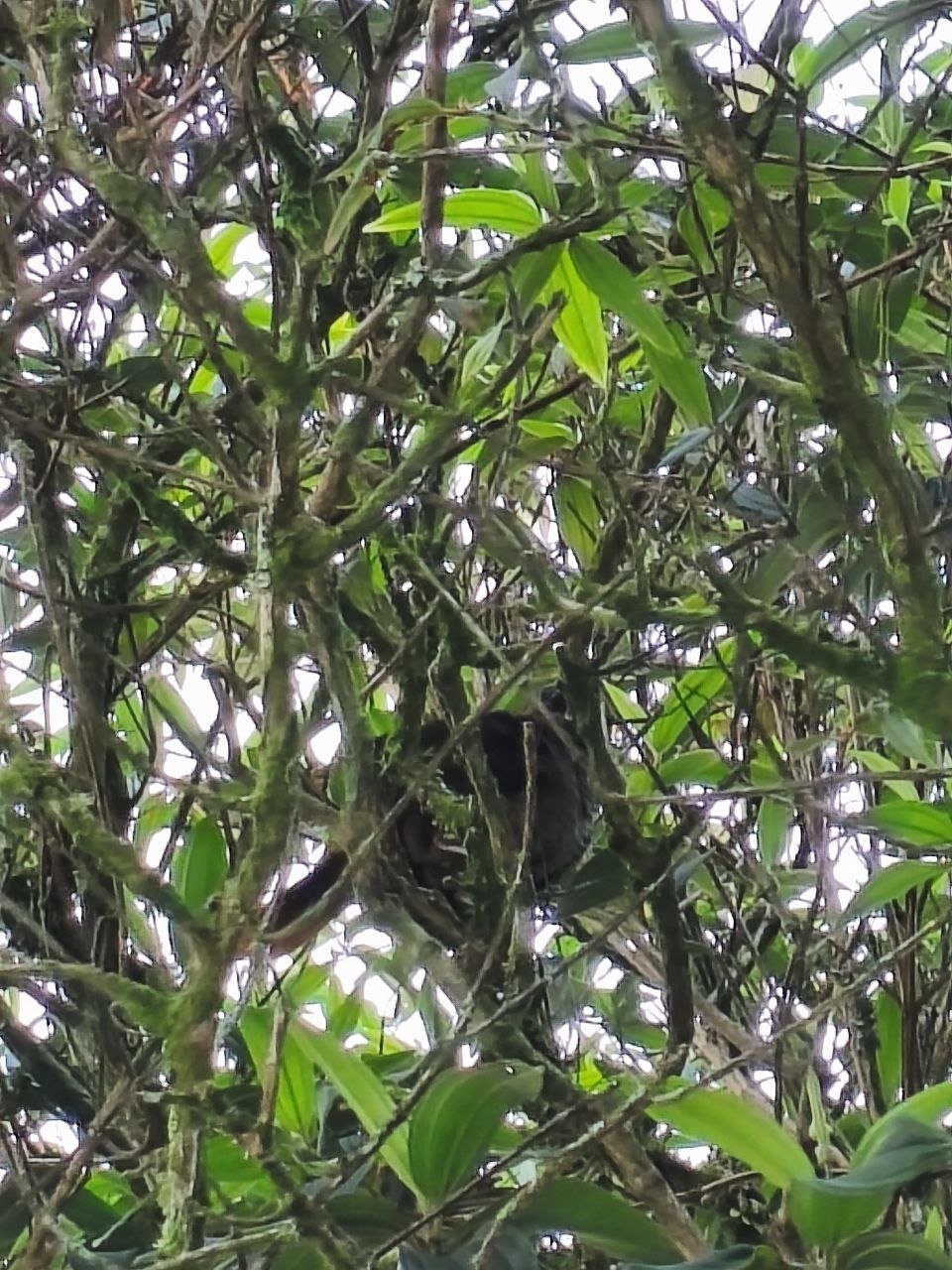 Scaled Chachalaca (Ortalis squamata), photo 4