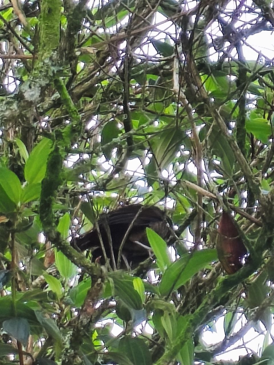 Scaled Chachalaca (Ortalis squamata), photo 5