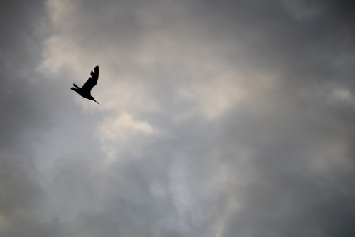 Variable Oystercatcher (Haematopus unicolor), photo 5
