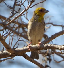 Ploceus sakalava