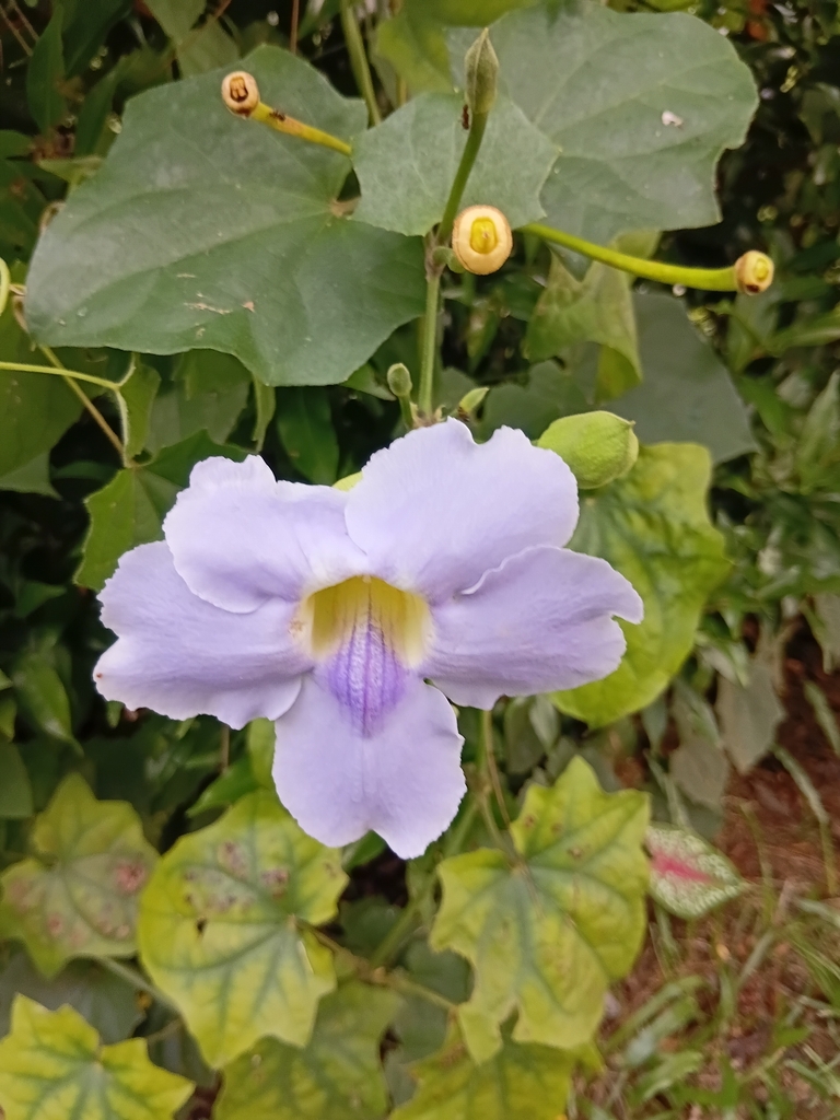 Bengal clock vine, Bengal trumpet, Blue sky vine, Blue trumpet vine, Clockvine, Bengal trumpet vine, Blue skyflower, Blue thunbergia, Skyflower, Skyvine, Heavenly blue, Giant thunbergia, Green trumpet vine, Large flowered thunbergia (Thunbergia grandiflora)