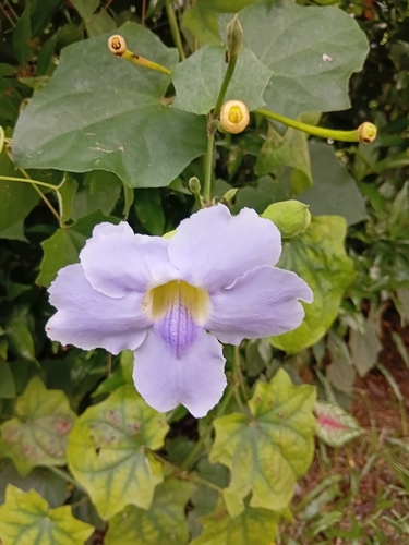 Thunbergia grandiflora