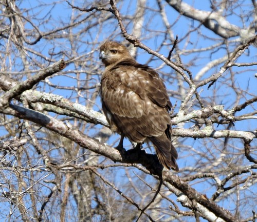 Madagascar Buzzard