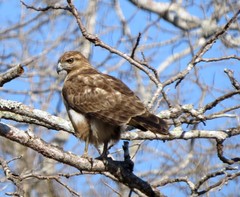 Buteo brachypterus