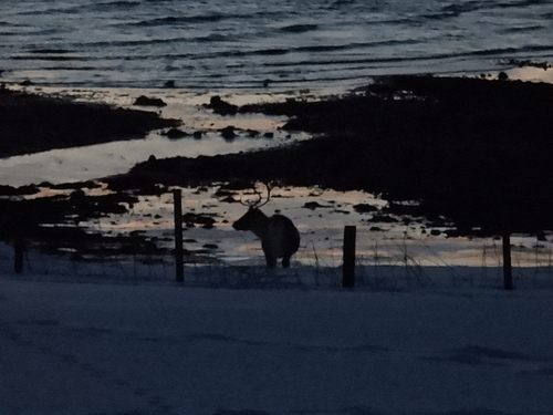 Kariboe observed by yasmingrooters