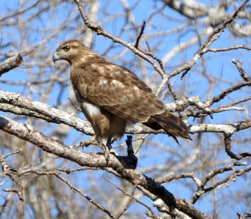 Madagascar Buzzard