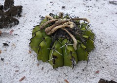 Discocactus pseudoinsignis