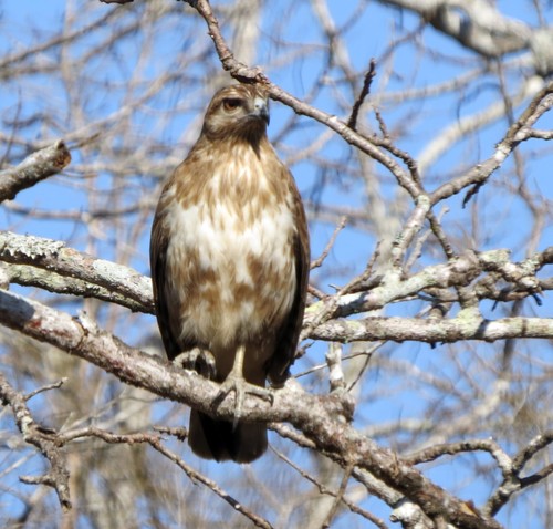 Madagascar Buzzard