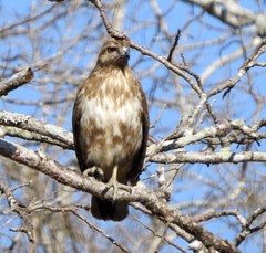 Buteo brachypterus