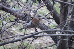 Turdus pilaris