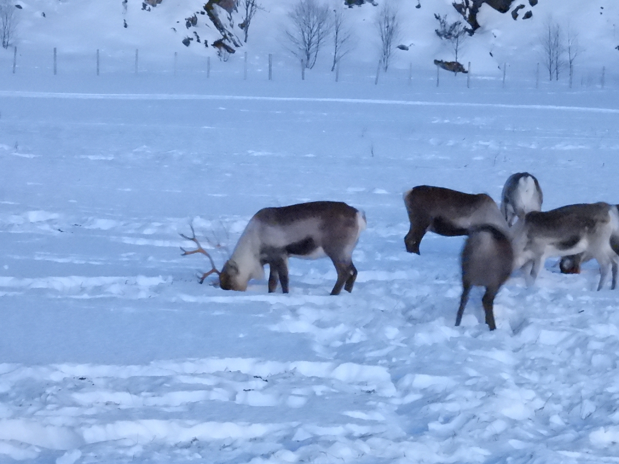 Rendier, in wintervacht, troms, noorwegen, januari: lichter en dikker dan de zomervacht, met een duidelijk lichte hals, terwijl het dier een krater in de sneeuw graaft voor korstmossen