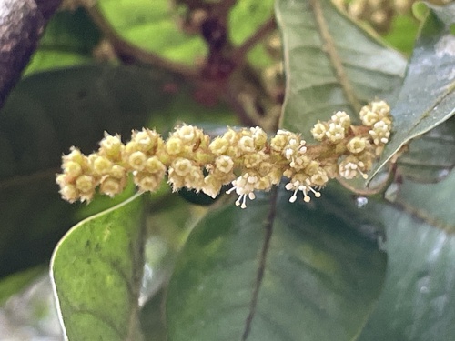 Mischocarpus lachnocarpus observed 2026-01-14
