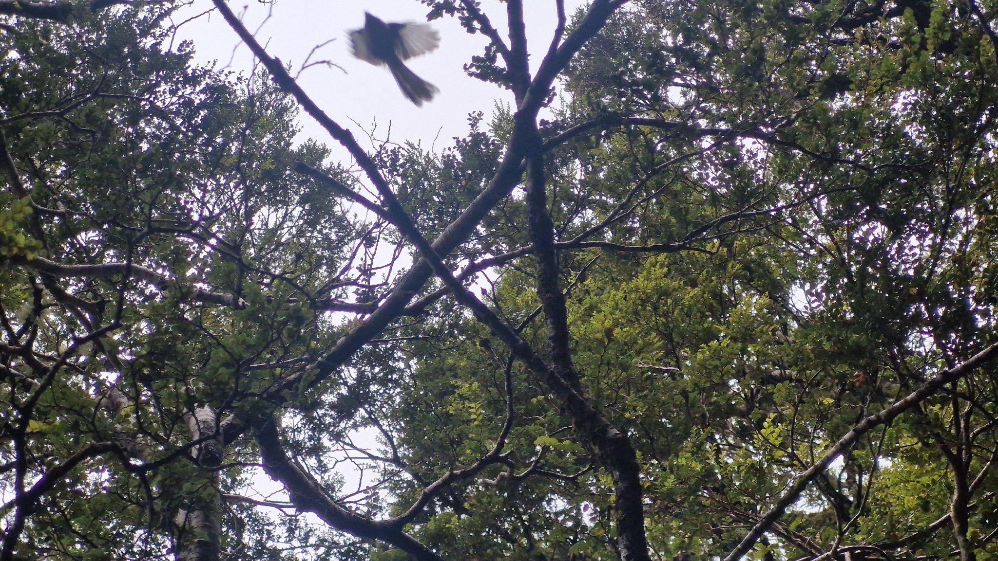 New Zealand Fantail (Rhipidura fuliginosa), photo 4