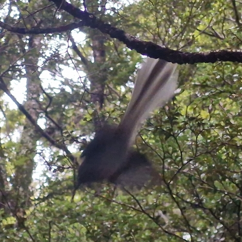 New Zealand Fantail (Rhipidura fuliginosa), photo 5