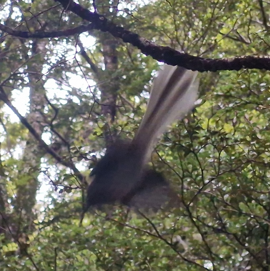 New Zealand Fantail (Rhipidura fuliginosa), photo 5