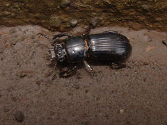 Odontotaenius
