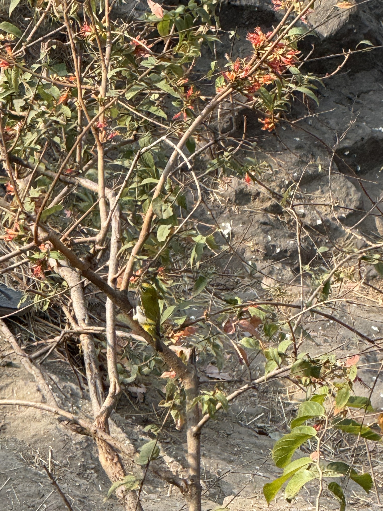 Indian White-eye (Zosterops palpebrosus), photo 4