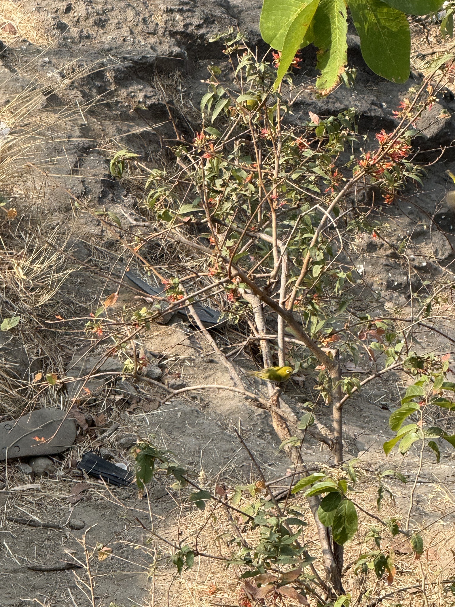 Indian White-eye (Zosterops palpebrosus), photo 5