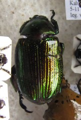 Pelidnota velutipes