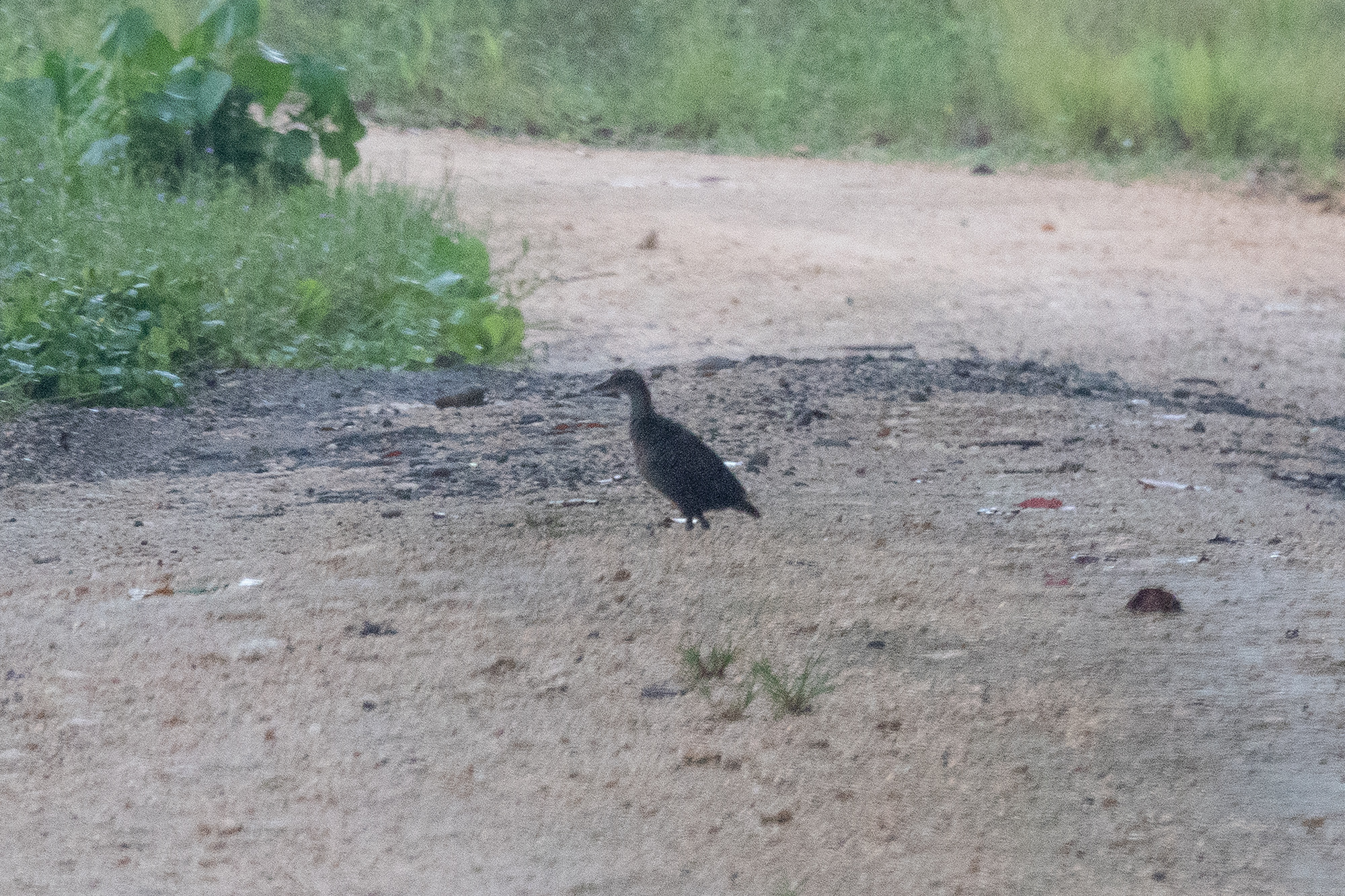 Roviana Rail (Gallirallus rovianae), photo 1