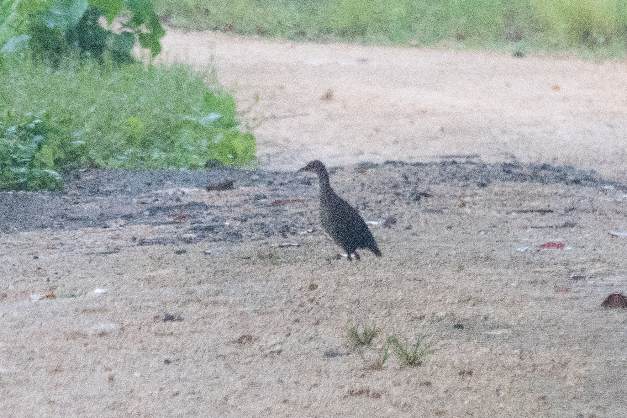 Roviana Rail (Gallirallus rovianae), photo 2