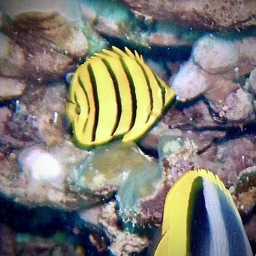 Eight banded butterfly fish (Chaetodon octofasciatus) — Chaetodontidae — 2