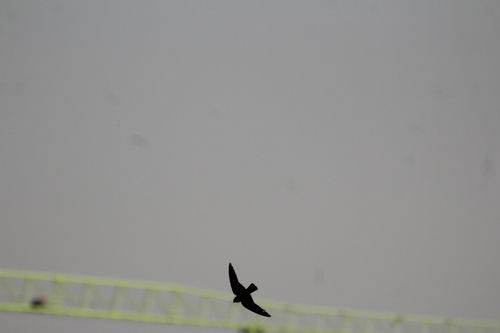 Dusky Crag Martin (Ptyonoprogne concolor)