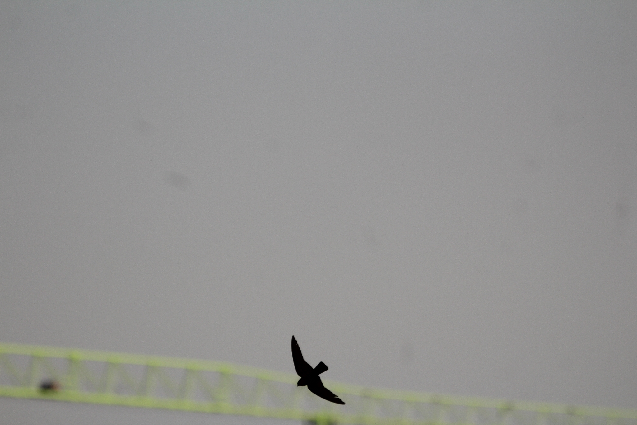 Dusky Crag Martin (Ptyonoprogne concolor), photo 1